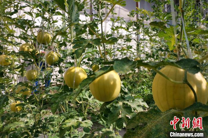 圖為康馬縣大棚內(nèi)的金太陽(yáng)西瓜。　劉建軍 攝