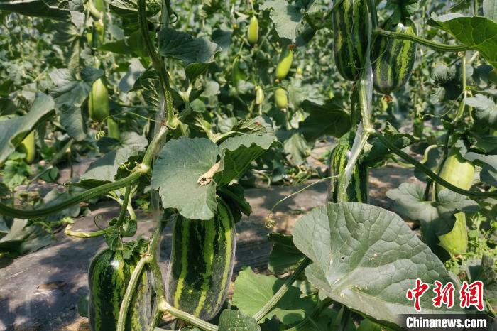 圖為西藏康馬縣大棚內(nèi)的博洋九號(hào)甜瓜?！⒔ㄜ?攝