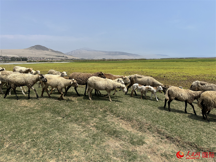 當?shù)貢r間11月15日，羊群在錢凱港附近的圣羅莎濕地棲息。人民網(wǎng)記者 周雨攝