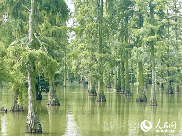 湖北省武漢漲渡湖濕地，池杉“破水而出”。人民網(wǎng)記者 張沛攝