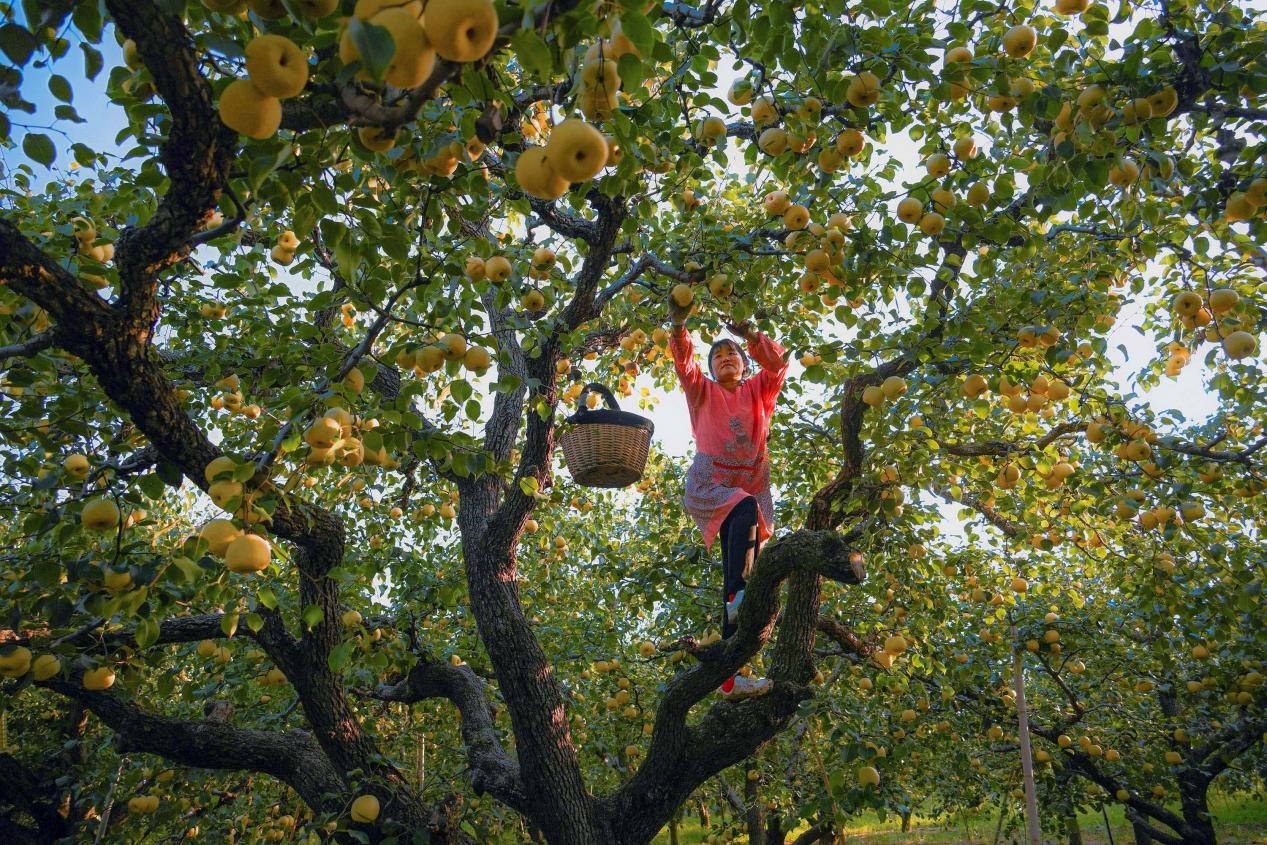2024年10月4日，安徽省宿州市碭山縣程莊鎮(zhèn)衡樓村百年老梨園里，梨農(nóng)在忙著采摘酥梨。來源:人民圖片