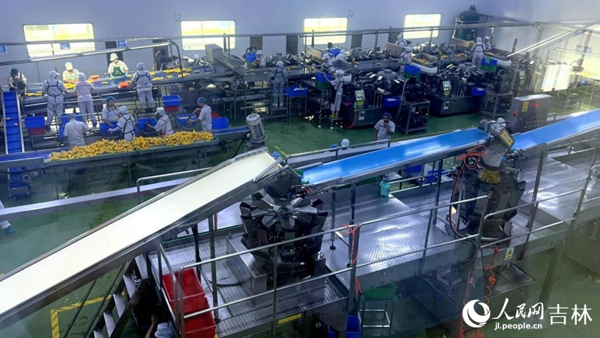 吉林省農(nóng)嫂食品有限公司生產(chǎn)車間內(nèi)一片火熱。人民網(wǎng)記者 王海躍攝
