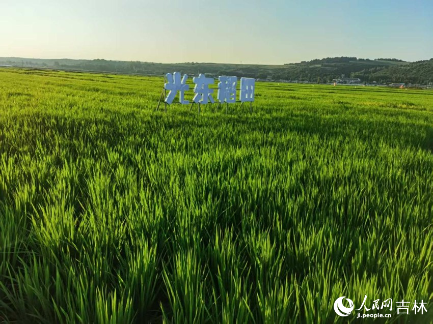 光東村稻田風(fēng)景美如畫（資料圖片）。人民網(wǎng)記者 王海躍攝