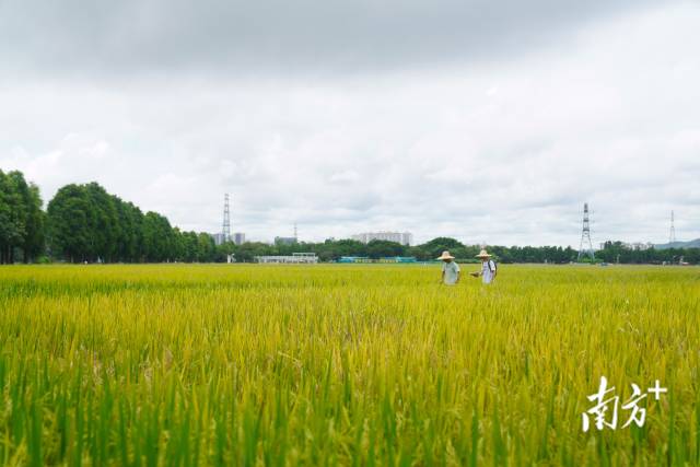 文化組的兩名成員正行走在稻田里。