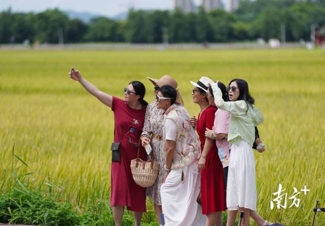 游客們在崖口村稻田前合影。