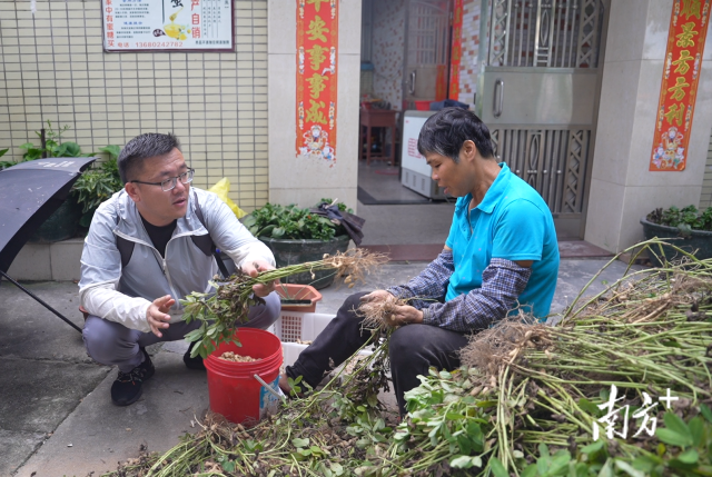 土地組成員張國強一邊幫村民做農(nóng)活一邊聊天。