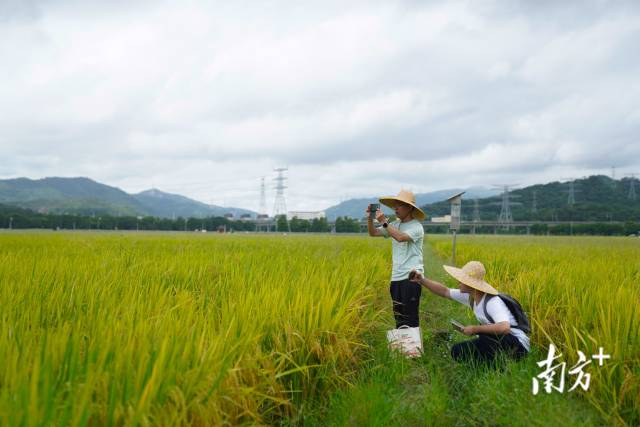文化組的兩名成員正在給稻田拍照。