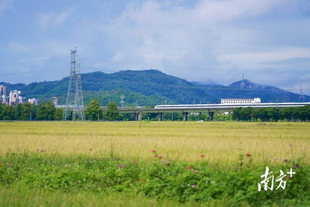 高鐵掠過崖口村稻田。