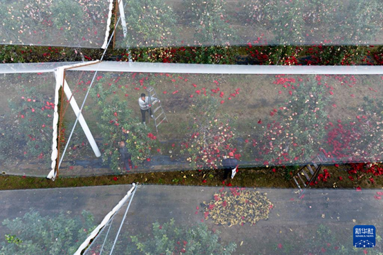 【高質(zhì)量發(fā)展看陜西】“上天”的延安蘋果，蘊(yùn)藏哪些新質(zhì)生產(chǎn)力