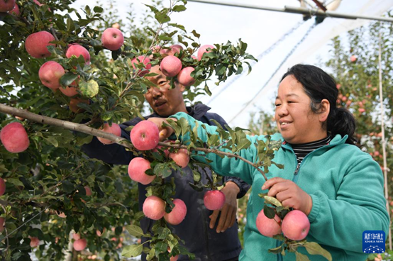 【高質(zhì)量發(fā)展看陜西】“上天”的延安蘋果，蘊(yùn)藏哪些新質(zhì)生產(chǎn)力