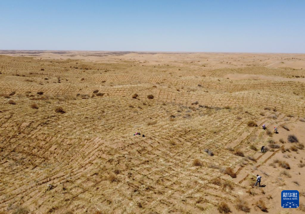 2024年4月10日，群眾在古浪縣八步沙林場(chǎng)麻黃塘沙區(qū)用草方格壓沙。新華社發(fā)（無(wú)人機(jī)照片）