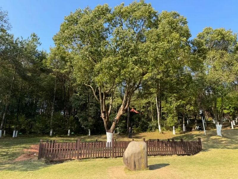 習(xí)近平同志為福建省長汀縣水土保持科教園捐種的香樟樹。圖源：學(xué)習(xí)時(shí)報(bào)