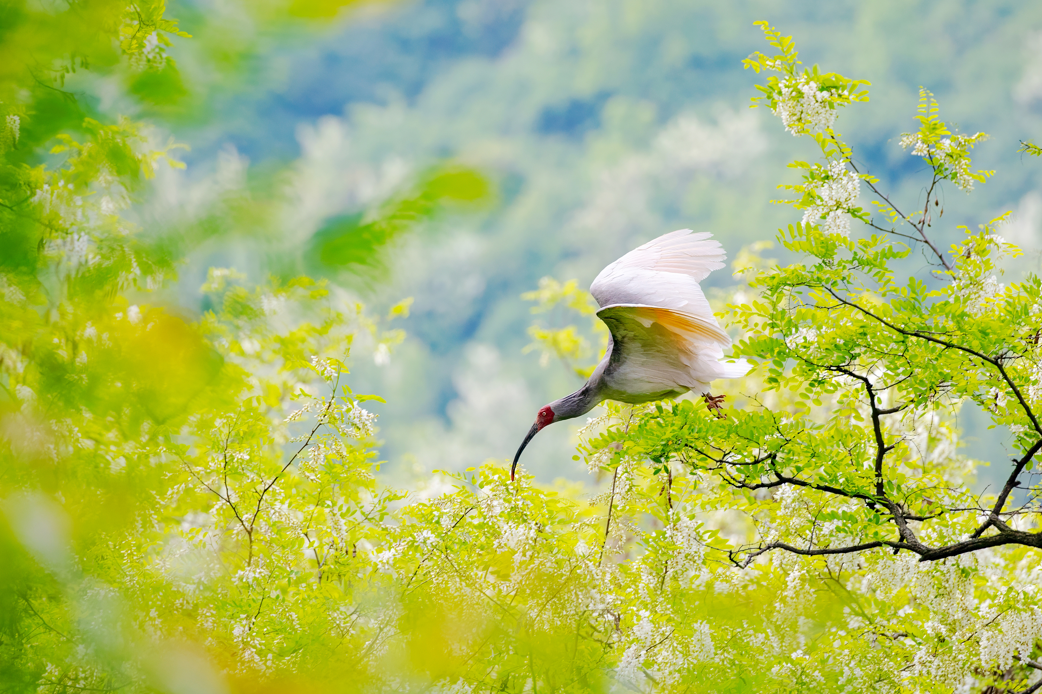 2024年5月2日，一只秦嶺以北野放朱鹮在陜西省銅川市耀州區(qū)沮河上游洋槐林中飛翔。