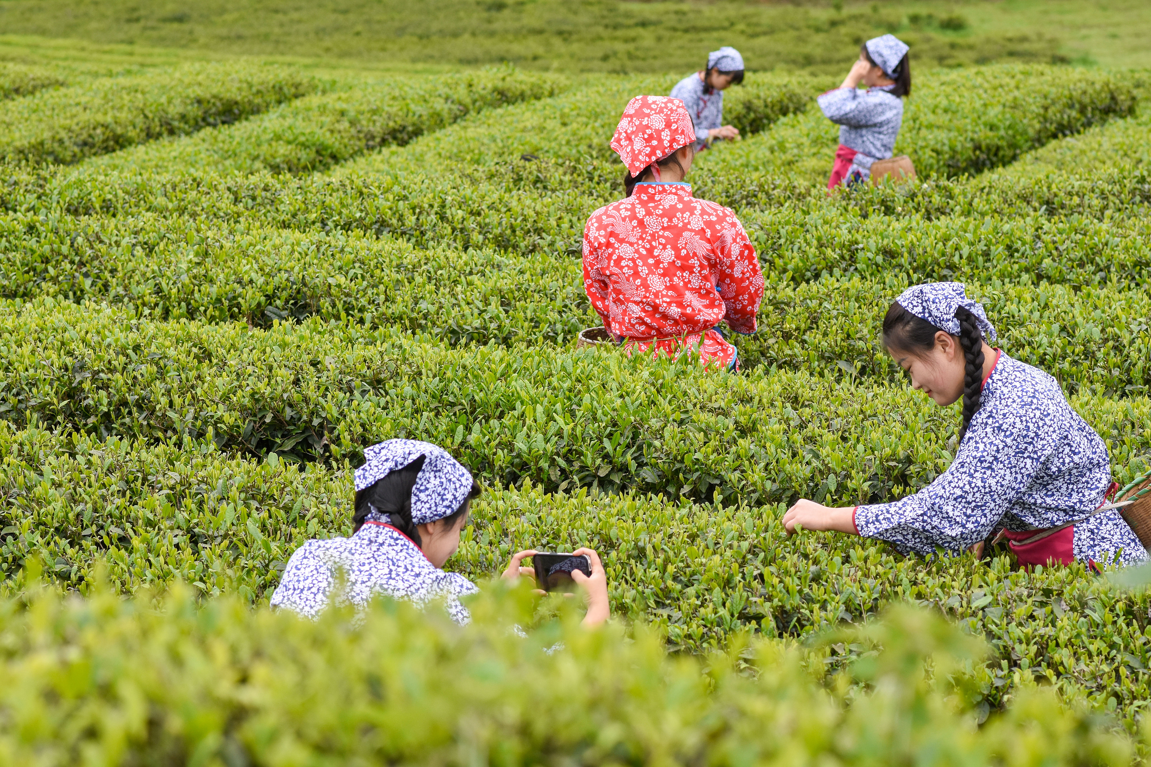 2023年4月6日，游客在貴州省銅仁市江口縣怒溪鎮(zhèn)駱象村生態(tài)茶園體驗(yàn)采茶樂(lè)趣。