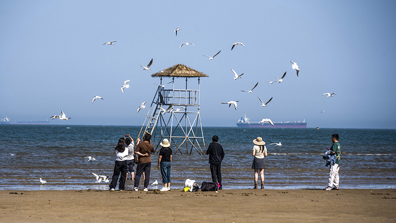 2024年5月12日，河北秦皇島，北戴河鴿子窩公園成群海鷗在天空中自由翱翔，與大海、藍(lán)天構(gòu)成了一幅美麗的畫卷。