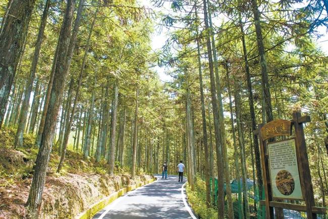 福建周寧縣黃振芳家庭林場(chǎng)。（圖源：央視新聞）