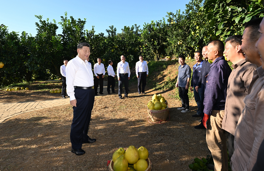 2025年11月7日，習近平總書記在梅州市梅縣區(qū)雁洋鎮(zhèn)南福金柚種植基地考察時，同果農(nóng)和農(nóng)技人員親切交流。