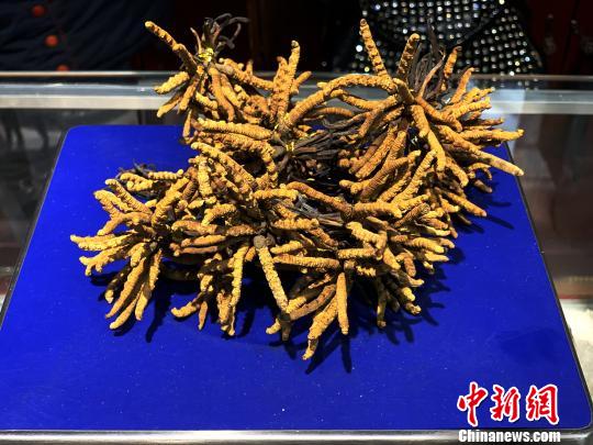 圖為冬蟲夏草?！O睿 攝