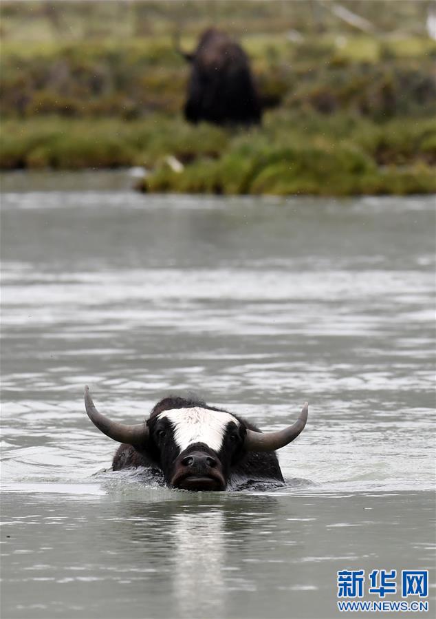 (新華視界)(5)牦牛“沐浴”