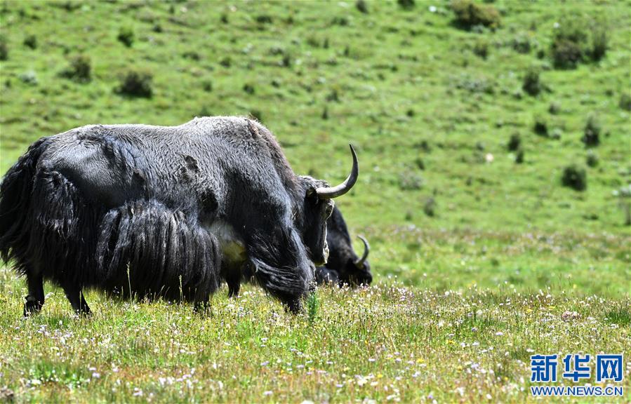(新華視界)(2)嘉乃玉錯(cuò)的悠閑時(shí)光