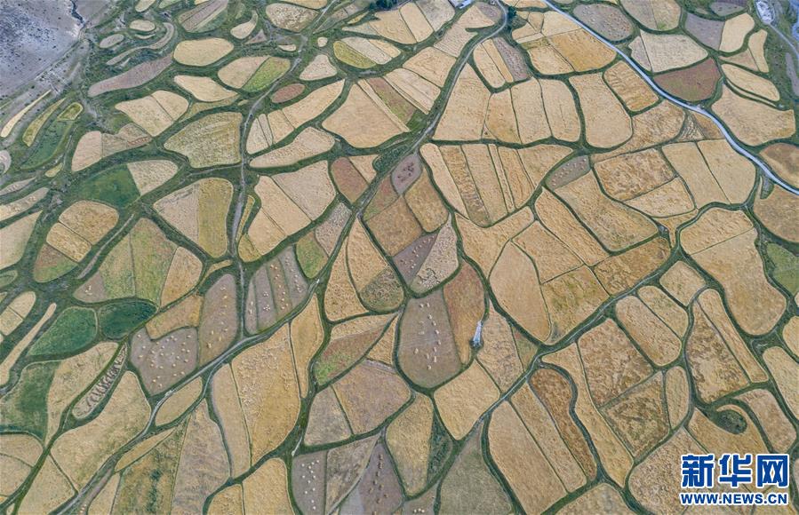 (美麗中國)(4)拉薩河谷:大地流金迎豐收