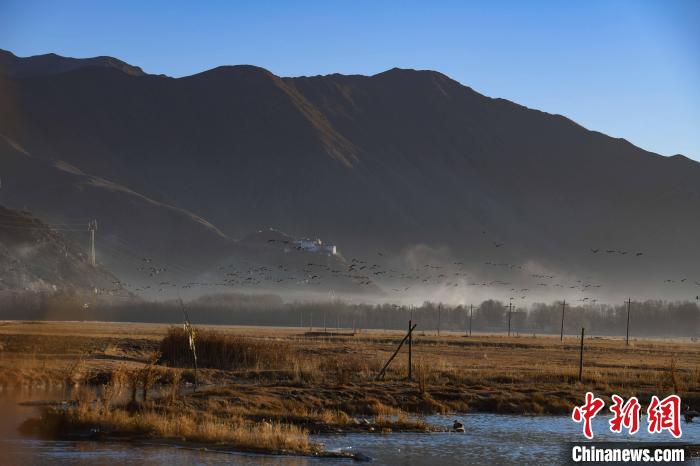 圖為拉薩市林周縣境內(nèi)飛翔的候鳥?！∝暩聛硭?攝