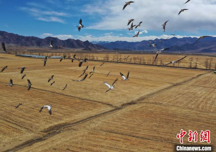 圖為黑頸鶴在拉薩市林周縣境內(nèi)飛翔?！∝暩聛硭?攝