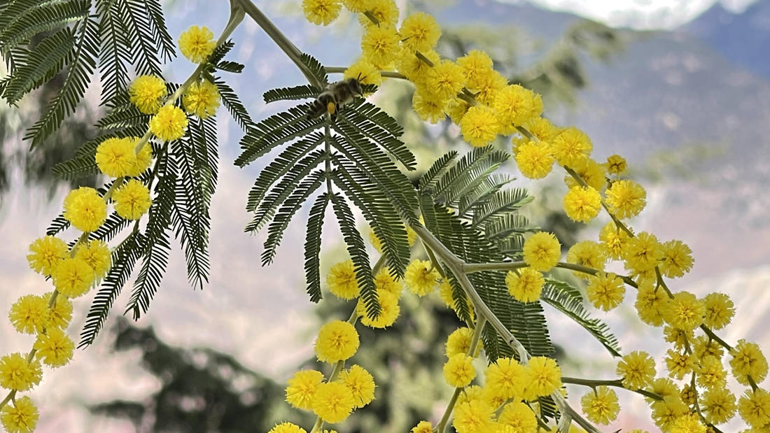 蜜蜂在金合歡花枝上休憩。