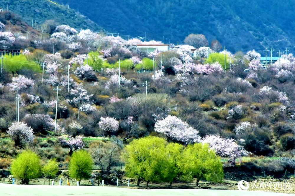 村莊掩映在桃花林中。人民網(wǎng) 李海霞攝