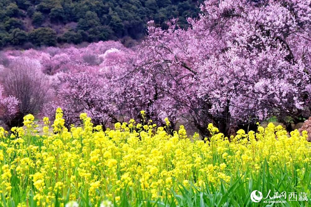 桃花與油菜花交相輝映。人民網(wǎng) 李海霞攝