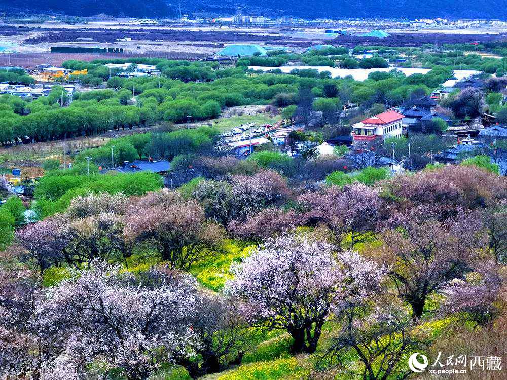 漫山開放的野桃花。人民網(wǎng) 李海霞攝