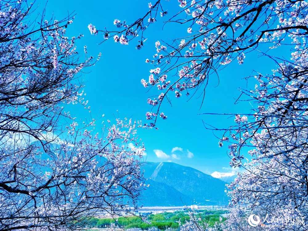 桃花在藍(lán)天白云的映襯下分外好看。人民網(wǎng) 李海霞攝