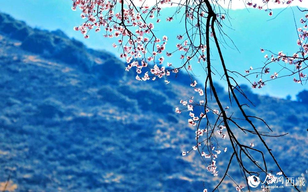 清麗的桃花。人民網(wǎng) 李海霞攝