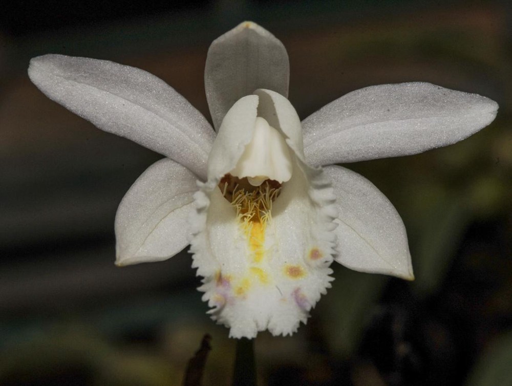 毛唇獨(dú)蒜蘭。 金效華攝