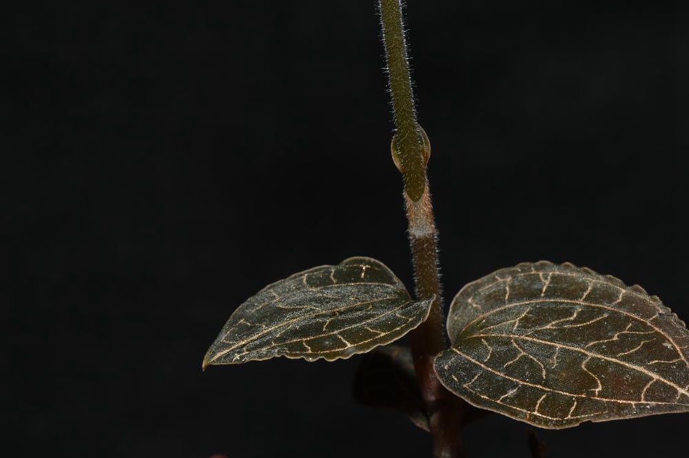 墨脫金線蘭。金效華攝