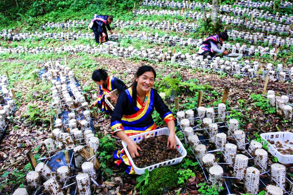 喜獲豐收展笑顏。次仁央宗攝