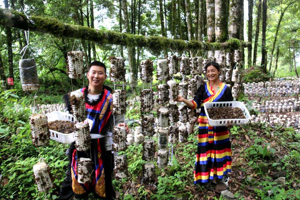 木耳豐收。次仁央宗攝