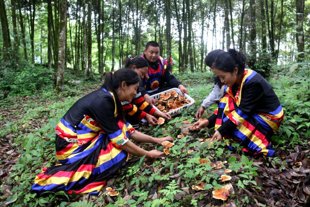 身著民族服的村民正在采摘靈芝。次仁央宗攝