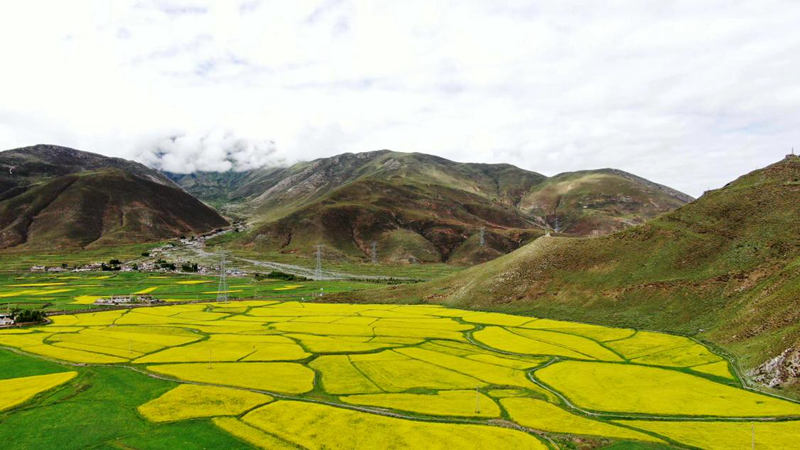 金燦燦的油菜花。洛克攝