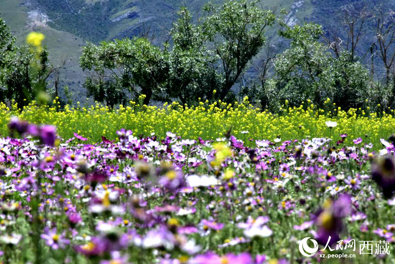 油菜花與格?；ㄏ嘤吵扇?。人民網(wǎng) 李海霞攝
