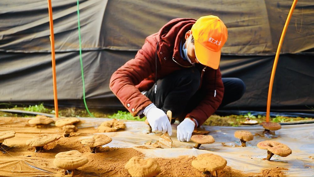 采收靈芝孢子粉。