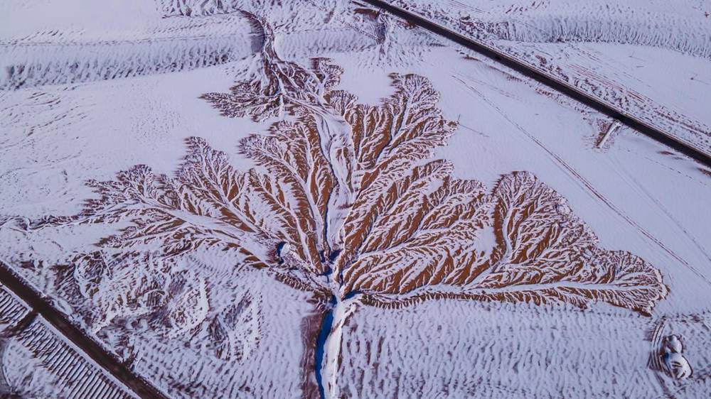 雪中“大樹”。邊巴多吉攝