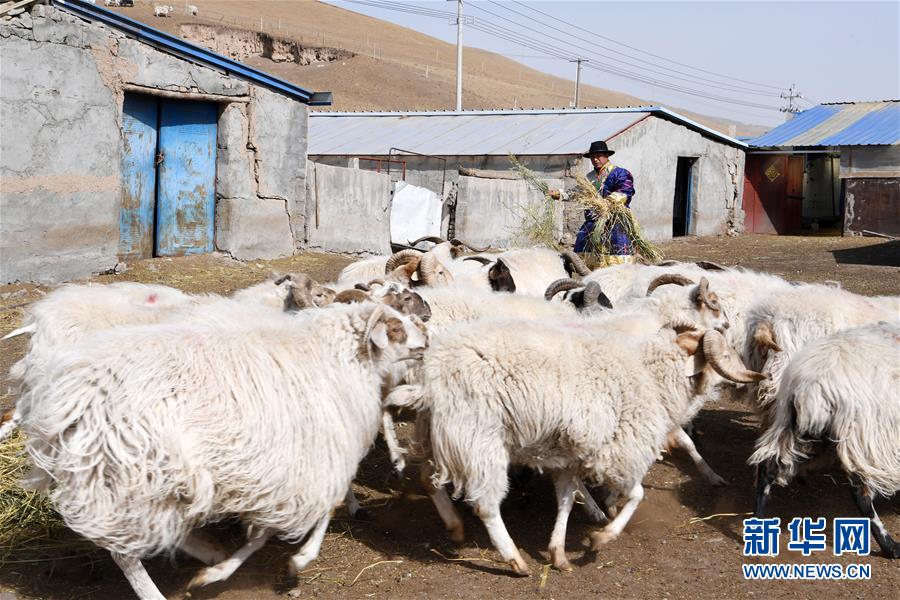 （脫貧攻堅(jiān)）（11）從貧困戶到致富能人——藏族村民宋天柱“變身”記