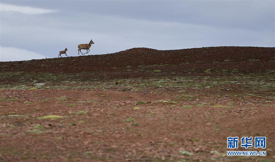 (圖文互動(dòng))(7)可可西里加強(qiáng)保護(hù) 十多年未聞盜獵槍聲