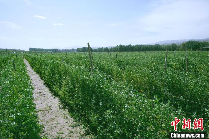 天?？h高原綠色(有機(jī))蔬菜基地種植的食用莢豆?！￡I道華 攝