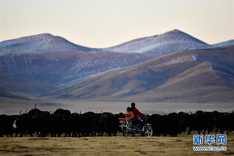 (社會)(1)青海稱多:生態(tài)畜牧業(yè)奏響牧歌