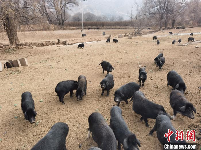 圖為藏香豬?！∑钤鲚?攝