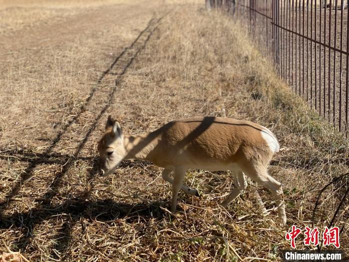 圖為普氏原羚?！±罱瓕?攝