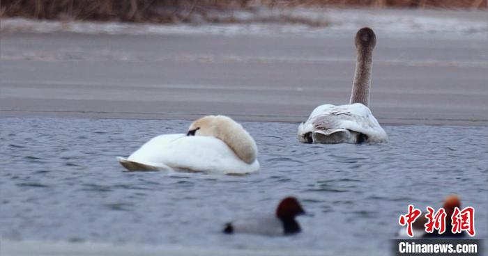 圖為疣鼻天鵝水面休憩。　青海國家公園觀鳥協(xié)會供圖 攝