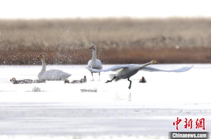 四川省阿壩州若爾蓋縣麥溪鄉(xiāng)的大天鵝?！“苍?攝